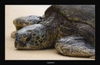 Giant Turtle