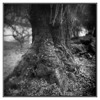 Tra gli alberi
