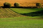 linee