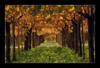 tunnel autunnale