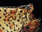 Macro di macro :)