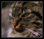 lucifero