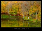 il bosco e il lago