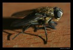 primo esperimento con 28mm invertito a mano libera....consigli? ne ho bisogno