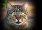 La mia prima foto ad un gatto!
