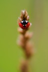 Goccinella