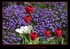 Tulipani