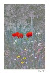 I colori dei fiori