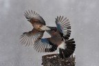 Giornata molto fredda con nevischio ma in fotografia il brutto tempo spesso non  sinonimo di brutte foto.....per fortuna :-)

Ciao

Gerardo