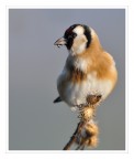 cardellino