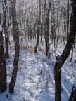 Bosco magico