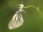 Pieride del biancospino