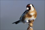 il solito cardellino