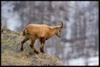 Prima volta che incontro questo splendido animale, stata una grande emozione :)
Foto scattata a Pian della mussa - Val D'Ala (TO)