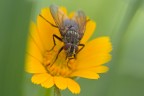 mosca (sguardo)