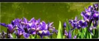 fiori (iris?)