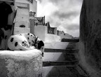 Dalmata nell'isola di Santorini Grecia