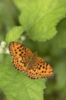 Nympalidae
