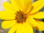 Kodak Z885
f/5 - 1/800 - iso 80
