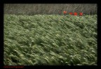 Grano e papaveri