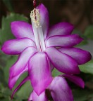 piccolo fiore