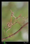 Empusidae....ancora...