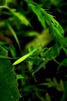 Mantidina verde