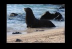 Galpagos 2