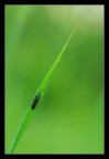 Verde nel verde