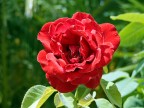 Rosa rossa con S5500, 1/200 sec, f3.1
Jpeg 78% quality