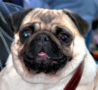 bello di babbo bello di babbo