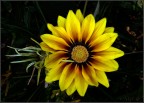 fiore