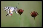 Papilio Macaon
