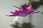 piccolo fiore 2