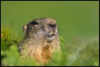 Primo piano di una marmotta ripresa questa estate al colle del Nivolet PNGP,con il mio amato 300f4 L is (che ora mi  stato rubato) :(
Commenti e critiche ben accetti