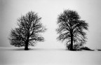 Due alberi