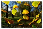Si sta come d'autunno sugli alberi le foglie - G. Ungaretti