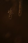 Spighicidio