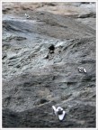 La via