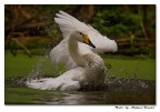 Cigno selvaticco