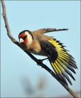cardellino