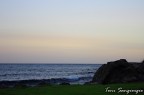 mare