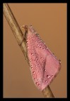 Falena rosa