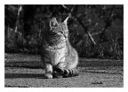 gatto in B/N
