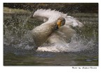 Giochi d'acqua