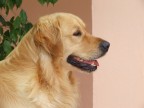 Cane
