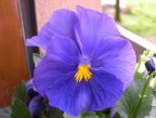 Viola