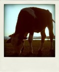 Moo