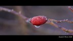 rosso mattutino