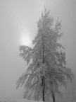 Controluce